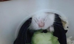 小仓鼠在吃瓜,一场甜蜜的味蕾之旅