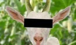 羊吃蜜瓜,蜜瓜盛宴的欢乐时光