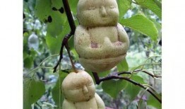 吃瓜头像小熊,趣味吃瓜，萌态可掬的卡通形象