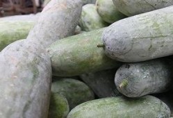 生冻瓜怎么吃,生冻瓜的多样食用方法与美味探索