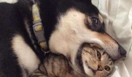 银子二哈吃哈密瓜,银子二哈的哈密瓜盛宴