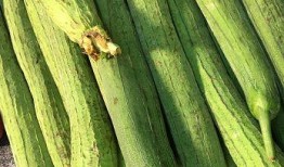 7岁吃瓜,一场关于成长的甜蜜冒险