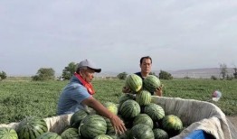 通滩吃瓜,揭秘当地特色美食背后的故事