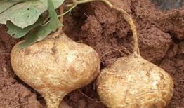 梦见自己吃生土瓜,揭秘生土瓜的神秘寓意