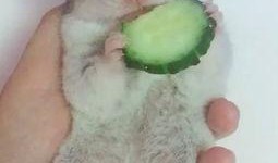 淘宝金丝熊衣服吃瓜,吃瓜群众的新时尚潮流