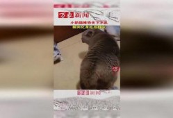猫咪大战吃瓜群众,猫咪与吃瓜群众的趣味对决