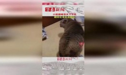 猫咪大战吃瓜群众,猫咪与吃瓜群众的趣味对决