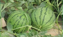 夏天吃葫芦瓜好吗,葫芦瓜的清凉美味