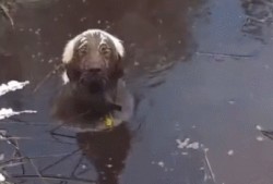 主人带狗吃瓜视频,萌态十足！