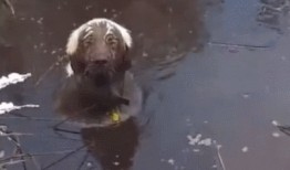 主人带狗吃瓜视频,萌态十足！