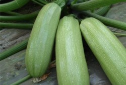 在线吃瓜的好处,揭秘在线吃瓜的五大益处