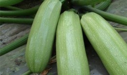 在线吃瓜的好处,揭秘在线吃瓜的五大益处