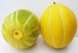 吃湖州的瓜,探寻江南瓜田里的甜蜜时光