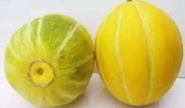 吃湖州的瓜,探寻江南瓜田里的甜蜜时光