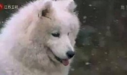 主人带狗吃瓜视频,萌态十足！