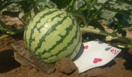 如何避免吃瓜过度,如何有效控制吃瓜行为