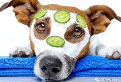 狗狗可以吃梢瓜吗,揭秘狗狗是否可以吃梢瓜