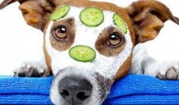 狗狗可以吃梢瓜吗,揭秘狗狗是否可以吃梢瓜