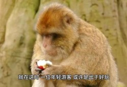 猴子吃瓜插图图片