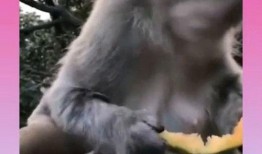 猴子吃瓜玩法,解锁猴子吃瓜的欢乐冒险之旅