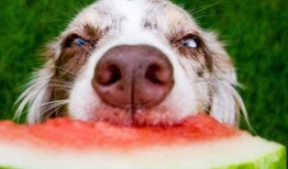 狗狗吃瓜特效制作教程,轻松打造萌宠欢乐瞬间