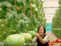 自由吃瓜基地小组 -