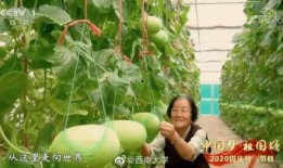 自由吃瓜基地小组 -