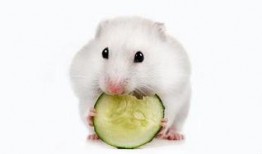 仓鼠可以吃瓜啊,揭秘仓鼠的美食世界