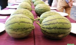 浙岱吃瓜,浙岱地区特色美食“吃瓜”文化探秘