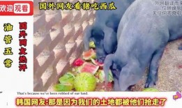 骑着猪吃瓜,一场奇妙的骑猪食瓜之旅
