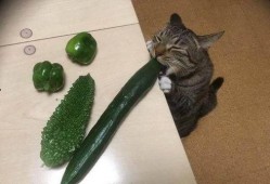 喵 吃瓜,喵星人与瓜界的奇妙邂逅