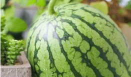 当代吃瓜现象分析图,当代社会现象的缩影与反思