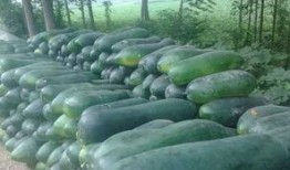 天长市吃瓜,品味夏日田园风情