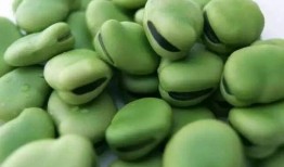 豆吃瓜,揭秘豆类与瓜类食材的奇妙搭配与营养奥秘