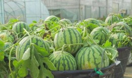 大理摆摊吃瓜视频,感受地道市井生活