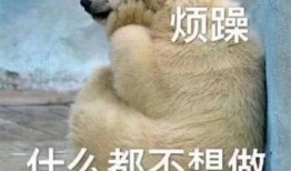 吃瓜头像小熊,趣味吃瓜，萌态可掬的卡通形象