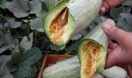 怀孕两个月梦见吃田瓜,两个月孕妈的田瓜奇梦启示