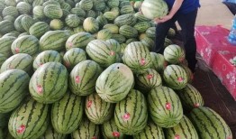 吃瓜山寨品,模仿潮流还是抄袭侵权？