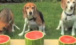 吃瓜被狗抢了,吃瓜被狗抢，一场意外的欢乐闹剧