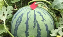 赏花吃瓜种植方法,瓜果花卉种植指南