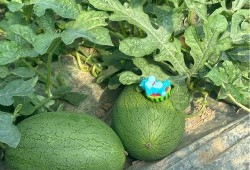 吃瓜基地2,揭秘娱乐圈背后的秘密与真相