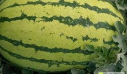 吃瓜不吃瓜有啥用处吗