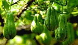 质量吃瓜,品味生活新风尚