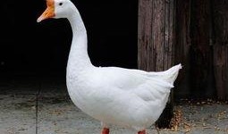 吃瓜鹅新鲜速递,揭秘娱乐圈最新热点事件