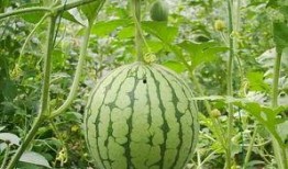 没吃懂的瓜,揭秘那些让人一头雾水的八卦传闻