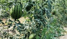 北京摄影泉吃瓜