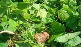 梦见自己吃生土瓜,揭秘生土瓜的神秘寓意