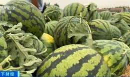 吃瓜直击,揭秘娱乐圈幕后真相