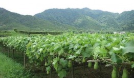 吃瓜少年佛系,笑看风云，悠然自得