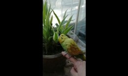 小黄鸡 吃瓜,揭秘瓜界趣闻
